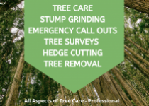 tree Surgeons Essex